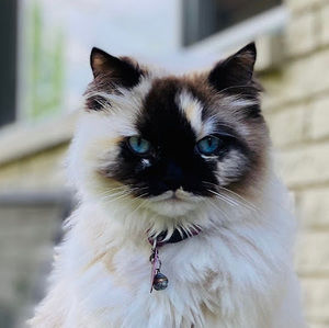 Meet your Posher, Mallory